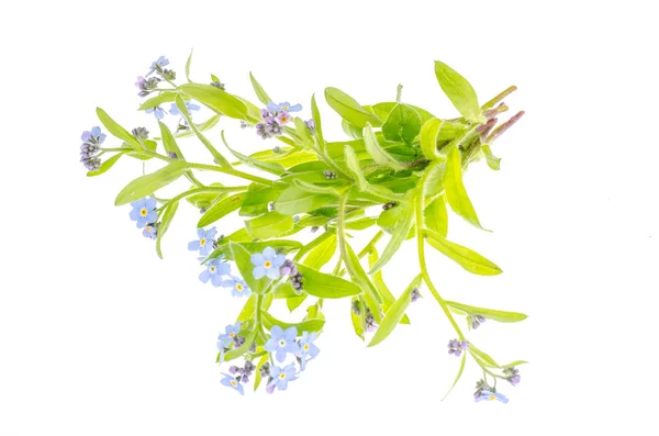 Kleine boeket bloemen met blauwe bloemblaadjes — Stockfoto