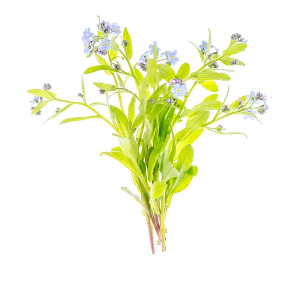 Small bouquet of flowers with blue petals — Stock Photo, Image