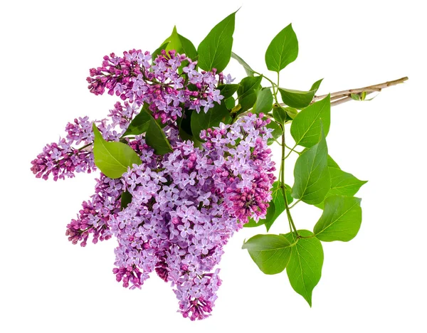 Beyaz arkaplanda leylak dalı izole edildi