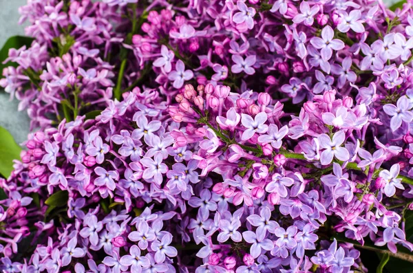 Takken van bloeien paars Lila op grijze blauwe achtergrond — Stockfoto
