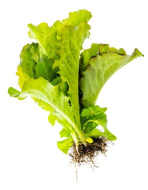 Vejetaryen taze bio yeşil salata