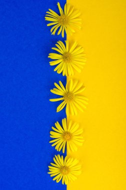 Kart, kart, çiçek metin için yer ile renkli arka plan üzerinde yaratıcı düzen