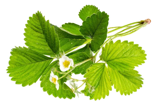 Flores blancas de fresa silvestre con hojas verdes —  Fotos de Stock