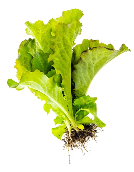 Salada verde biológica fresca vegetariana — Fotografia de Stock
