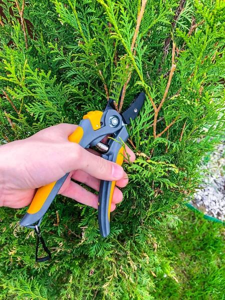 Cuidado de jardim, poda de ramos, mão com ferramenta de jardim — Fotografia de Stock