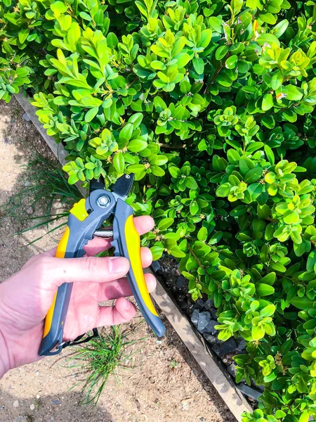 Care of  garden, pruning of branches, hand with  garden tool