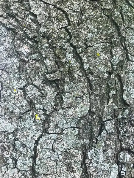 Textura de corteza de árbol agrietada —  Fotos de Stock