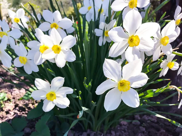 Kilka kwitnących białych żonkile — Zdjęcie stockowe