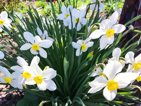 Bunch of blooming white daffodils — Stock Photo, Image