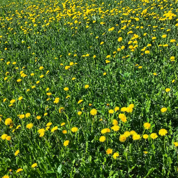 Hierba verde con dientes de león amarillos en flor — Foto de Stock