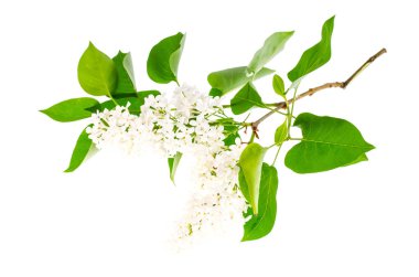 Çiçekli Beyaz Leylak dalı