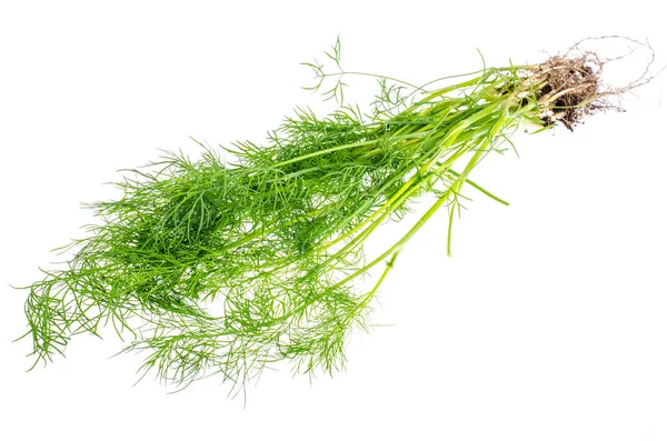 Bos van vers groen dill — Stockfoto