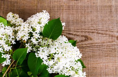 Çiçekli Beyaz Leylak dalı