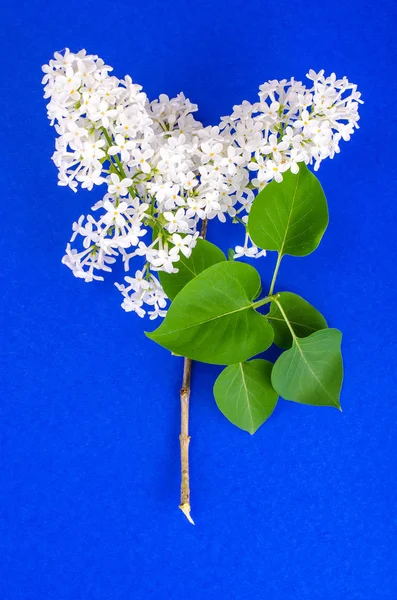 White lilac on bright pastel background — Stock Photo, Image