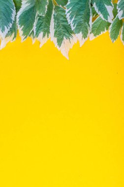 Süsleme, desen, doku yaprakların parlak zemin üzerine