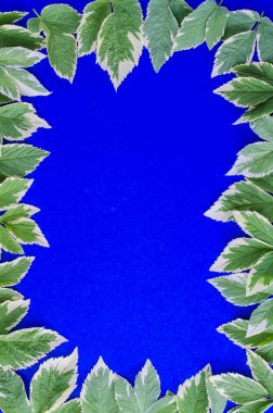 Süsleme, desen, doku yaprakların parlak zemin üzerine