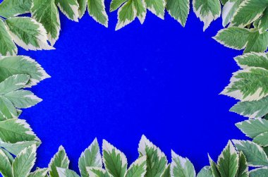 Süsleme, desen, doku yaprakların parlak zemin üzerine