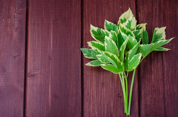 Φύλλα του Aegopodium podagraria Variegata — Φωτογραφία Αρχείου