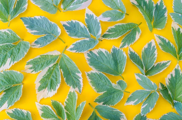 Ornament, pattern, texture of leaves on bright background