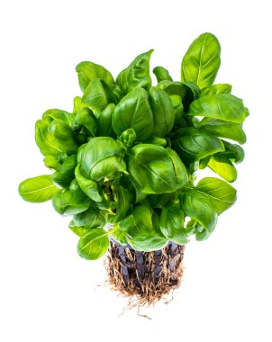 Kökleri ile Yeşil taze fesleğen