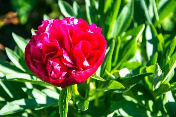 Один цветущий красный пионерский цветок в саду на кусте — стоковое фото