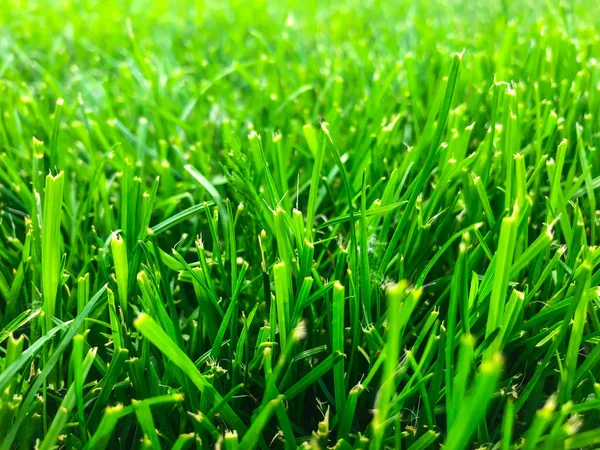 Зелений газон крупним планом — стокове фото