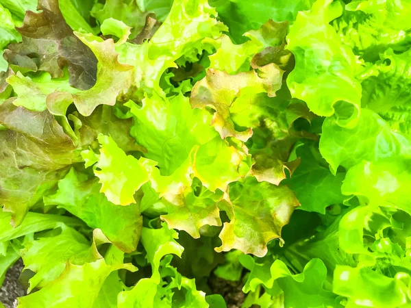Background, texture of green lettuce leaves — Stock Photo, Image
