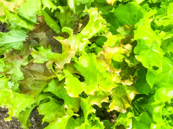 Background, texture of green lettuce leaves — Stock Photo, Image