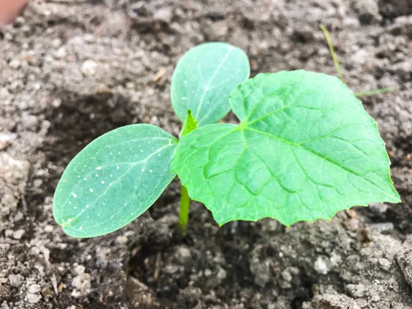 Young cucumber sprout on background of earth — Stock Photo, Image