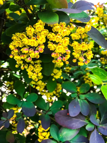 Branches of Berberis thunbergii with yellow flowers — Stock Photo, Image