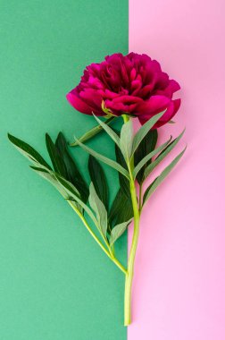 Güzel Şakayık Çiçeği parlak zemin üzerine