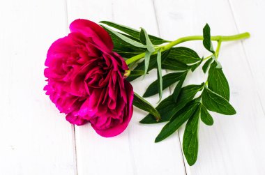 Beyaz tahta masaya Bahçe çiçek