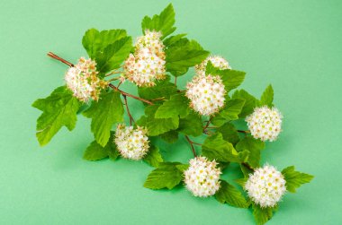 Physocarpus opulifolius şube beyaz çiçekler ve yeşil yaprakları