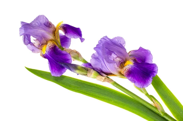 Iris jardín púrpura aislado sobre fondo blanco — Foto de Stock