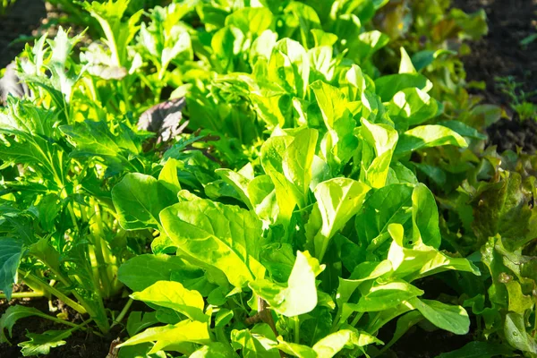 Fresh green salad growing on beds — Stock Photo, Image