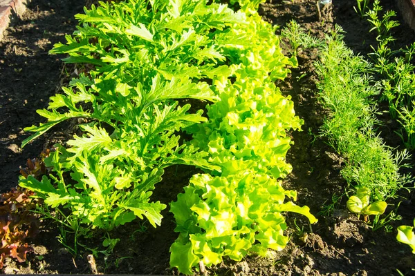 Fresh green salad growing on beds — Stock Photo, Image