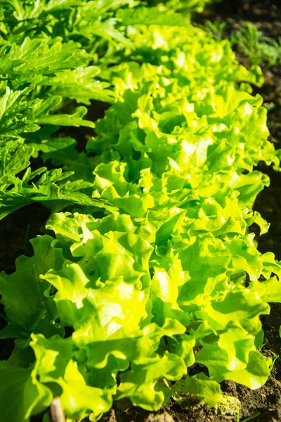 Fresh green salad growing on beds — Stock Photo, Image