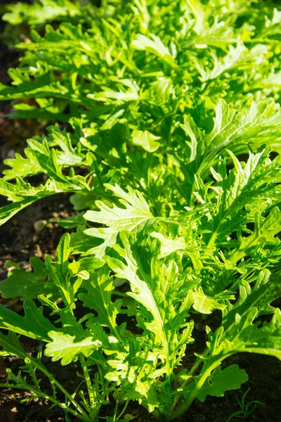 Свіжий зелений салат, що росте на грядках — стокове фото