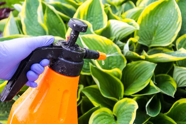 Behandling av hageblomster fra skadedyr og sykdommer – stockfoto