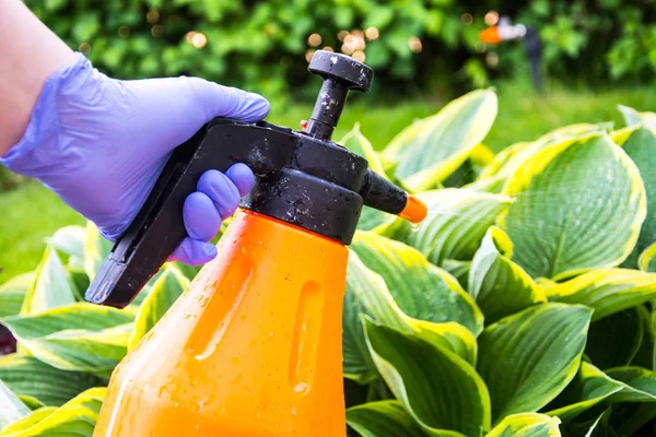 Treatment of garden flowers from pests and diseases — Stock Photo, Image