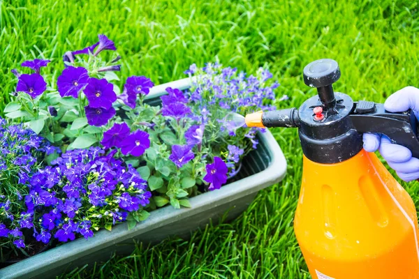 Treatment of garden flowers from pests and diseases