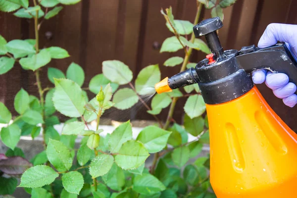 Treatment of garden flowers from pests and diseases — Stock Photo, Image