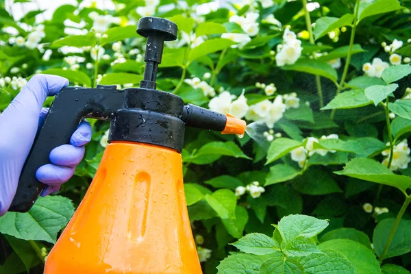 Лечение садовых цветов от вредителей и болезней — стоковое фото