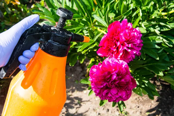 Perlakuan bunga-bunga kebun dari hama dan penyakit — Stok Foto