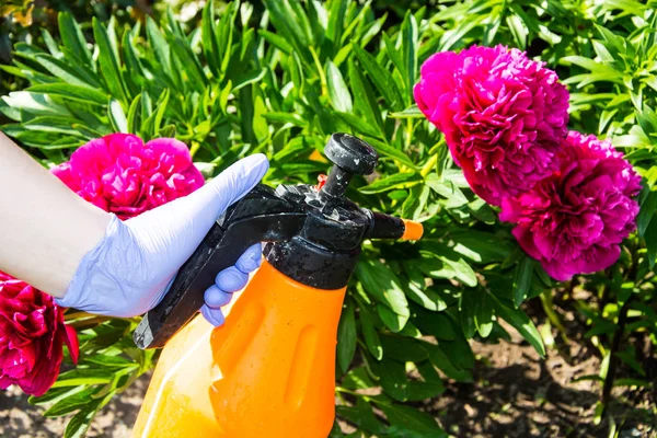 Tratamento de flores de jardim de pragas e doenças — Fotografia de Stock