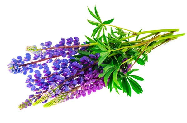 Flores púrpuras y hojas de altramuz verde —  Fotos de Stock