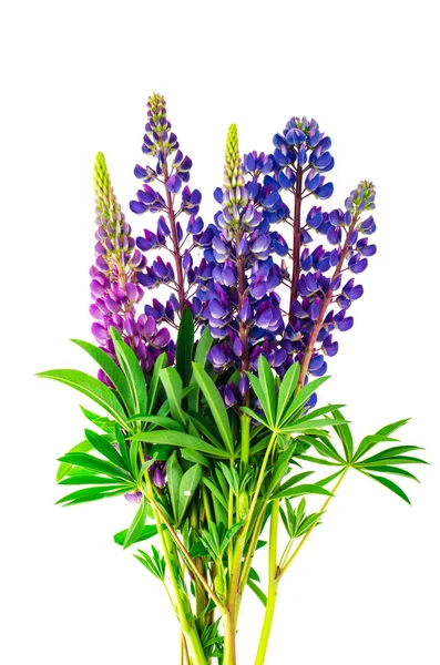 Purple flowers and green lupine leaves — Stock Photo, Image