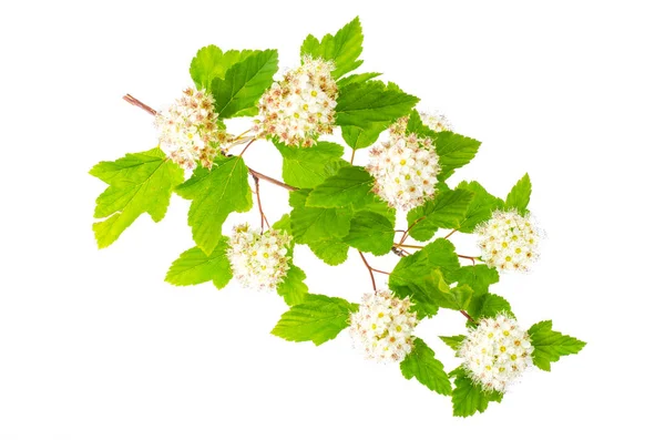 Rama con flores blancas y hojas verdes Physocarpus opulifolius — Foto de Stock