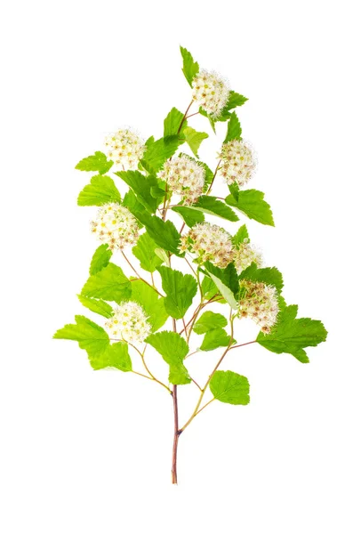 Rama con flores blancas y hojas verdes Physocarpus opulifolius — Foto de Stock