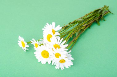 Beyaz taze chamomiles demet